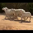 شياه حريات مقاني نوادر ( تم البيع )