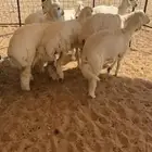 رخال كفو تصلح مقاني