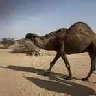 فحل بعير اصفر كفو شاق للبيع جنوب بيشه