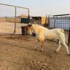 تيس بيشي فحل صنف الصنف إنتاجه فاخر