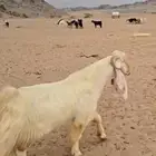 فحل عارضي