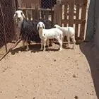 للبيع نعجه معها اثنين