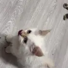 قطط تبني شيرازي