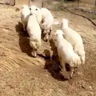 طليان جذعان مراح واحد