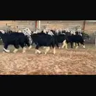 عرض بيع رخال جذعات