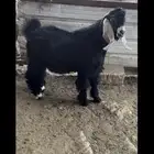 تم البيع