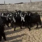 معزاء عوارض طيبه