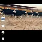 عرض بيع نجد مواليد