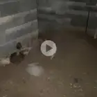 دجاج بلدي