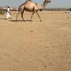 ناقة لقحه للبيع