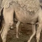 للبيع قعدان فواخر