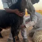 فحل عارضي صنف