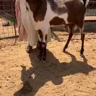 تيس هولندي قوي