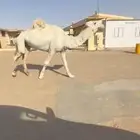 لبيع فحل