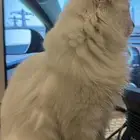 لتبني طبعه يحب يلعب كثير صحته طيبه ماطعمته ولا مره