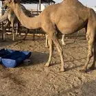 ناقه حايل قصب سمين