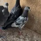 حمام عادي
