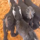 للبيع تيوس 4 مغلقه فل نظيفه شرط