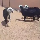مشاء الله نجدي نظيف ذبايح مغلقه شحم وطيبه شعره وجرم وطرف