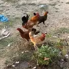 دجاج بلدي على السوم