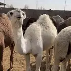 حاشي حشو قعدان للبيع