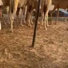 حشو للبيع العدد 25