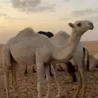قعود عوني مشروع فحل ولد طياحان بن وديد
