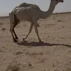 ضروبه وضحى