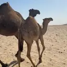 حواره بكره حمرا كفو