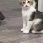 قطط