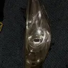 شمعه سوناتا اصليه 14