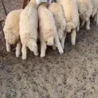 طليان حريه ذبايح(تم البيع)