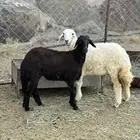 2 رخال سمان وطيبه