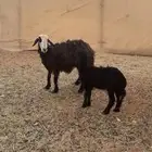 متبع نجديه( تم تم البيييع الله يبارك للجميع )