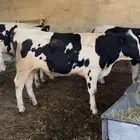 عجول ثيران للبيع