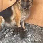 انثى جيرمن شيبرد