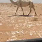 خفوت ضروبه ثنيه