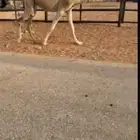 بكره حمراء كفو