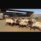 للبيع غنم نعيم فاخره شرط الدفيع 18 راس