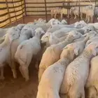 طليان حريه