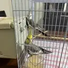 ببغاء كاسكو