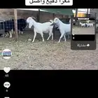 عرض بيع معزاء دفيع واصل