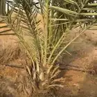 نخل للبيع
