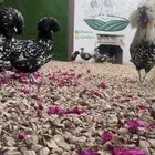 عرض اليوم الوطني ع انتاج المزرعه