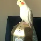 بغبغاء كروان زوج للبيع