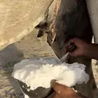 خلفه وضحا ثنو الحليب وافر وهديه ومشروطه