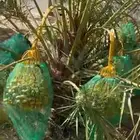 محصول ثمر نخيل