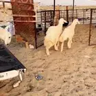 خرفان