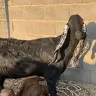 عنز تحتها تيسين