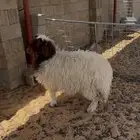 ذبيحه جذعه نعيميه ويتوفر لباني حري